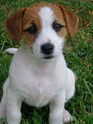 jack russel terier