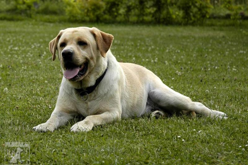 350-1-labradorsky-retrivr-